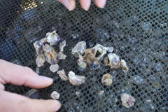 Huitres-6