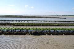 Huitres-8